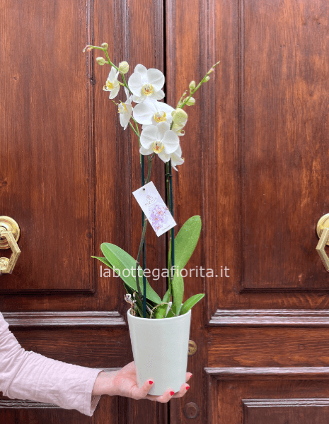 Pianta di Phaleonopsis